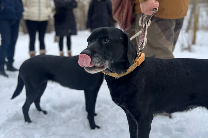 Black Truffle Hunt, Foie Gras & Wines with Budapest Pickup - Foie gras with black truffle and Tokaji Aszú, and how to taste it right