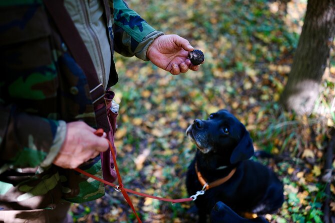 Black Truffle Hunt, Foie Gras & Wines with Budapest Pickup - Truffle hunting in the woods with trained dogs, plus the real rules