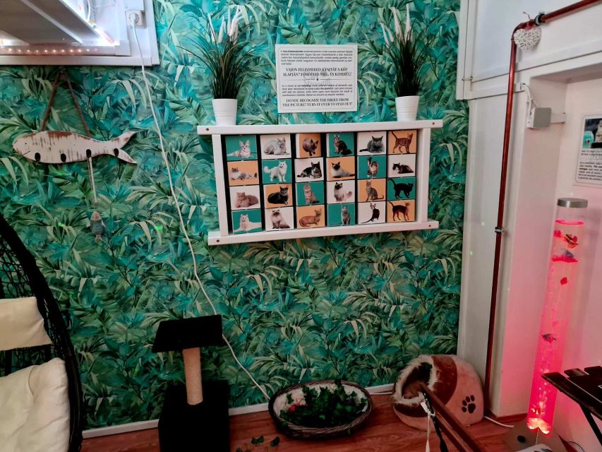 Budapest: Cat Museum Budapest Entry Ticket - Children, Age Rules, and Why This Place Is Not Built for Toddlers