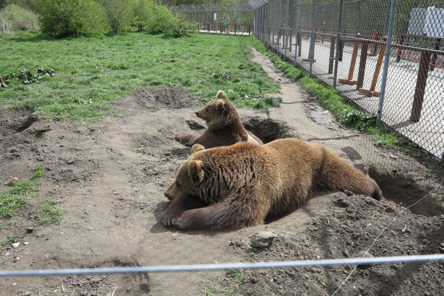 Budapest: Transport & Guided Tour of Bear and Wolf Sanctuary - Key highlights to look for