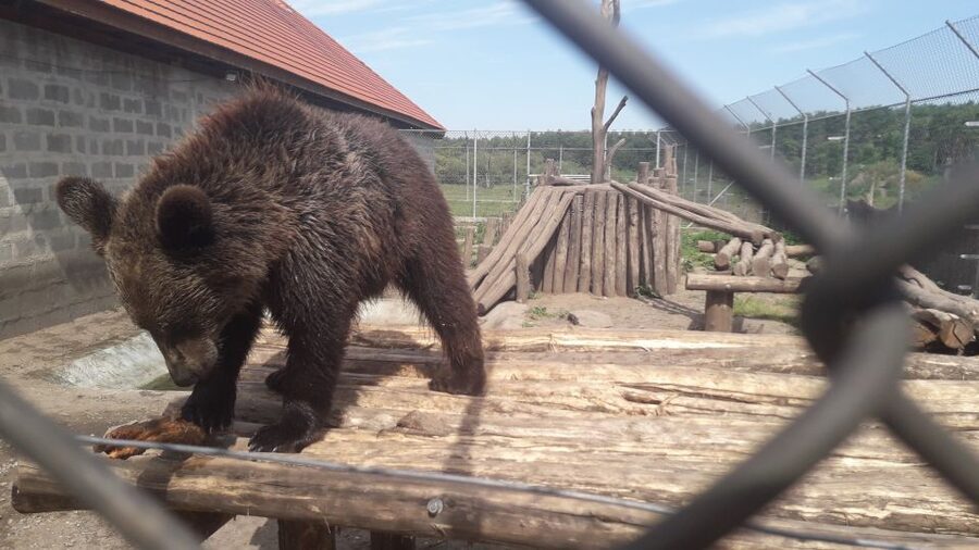 Budapest: Transport & Guided Tour of Bear and Wolf Sanctuary - Fruit Feeding Through the Fence: The Moment That Makes People Say Worth It