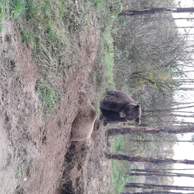 Budapest: Transport & Guided Tour of Bear and Wolf Sanctuary - What Animals You Can See Beyond Bears and Wolves