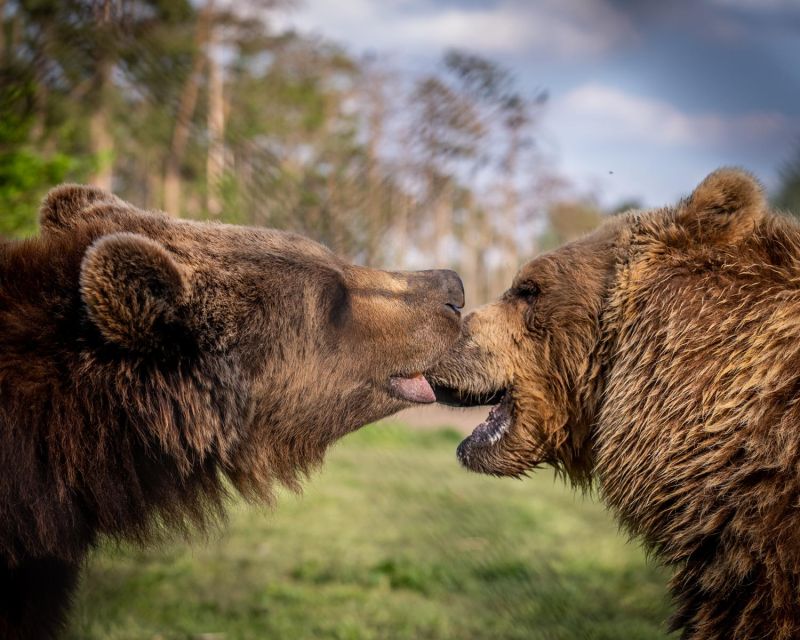 Budapest: Transport & Guided Tour of Bear and Wolf Sanctuary - Timing, Pace, and Who This Half-Day Works For
