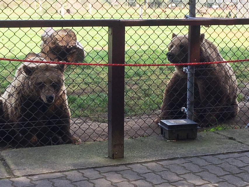 Budapest: Transport & Guided Tour of Bear and Wolf Sanctuary - Price and Value: Why $93 for 4 Hours Can Feel Like a Good Deal