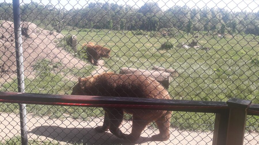 Budapest: Transport & Guided Tour of Bear and Wolf Sanctuary - Meeting Point Details and Getting There Without Stress