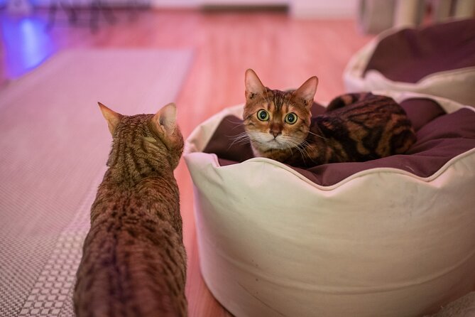 Cat Museum Budapest Entry Ticket - Downstairs: Cats in the World and the art you can actually enjoy