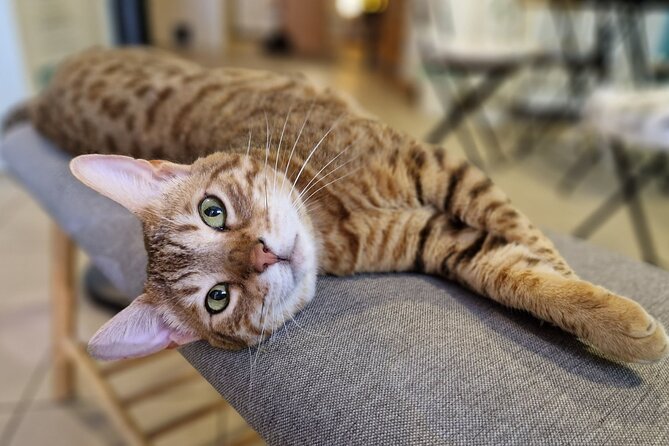 Cat Museum Budapest Entry Ticket - Cat time with resident cats: petting, laps, and treat-driven personalities