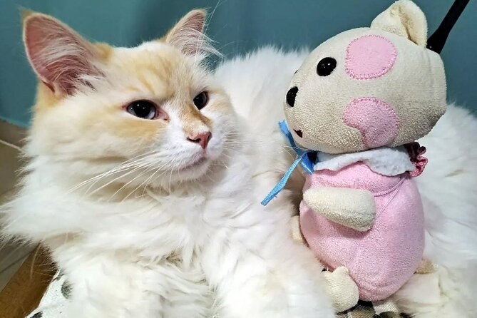 Cat Museum Budapest Entry Ticket - Timing tips: when to go for the most cats in action