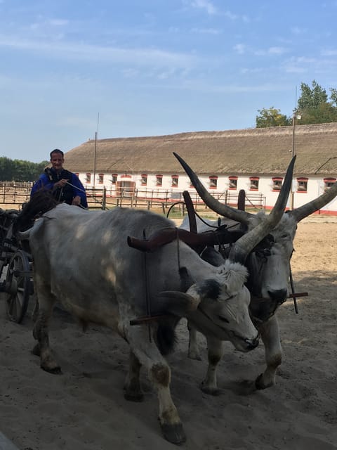 Countryside ranch, horse show & lunch - Why this ranch visit feels more real than a typical day trip