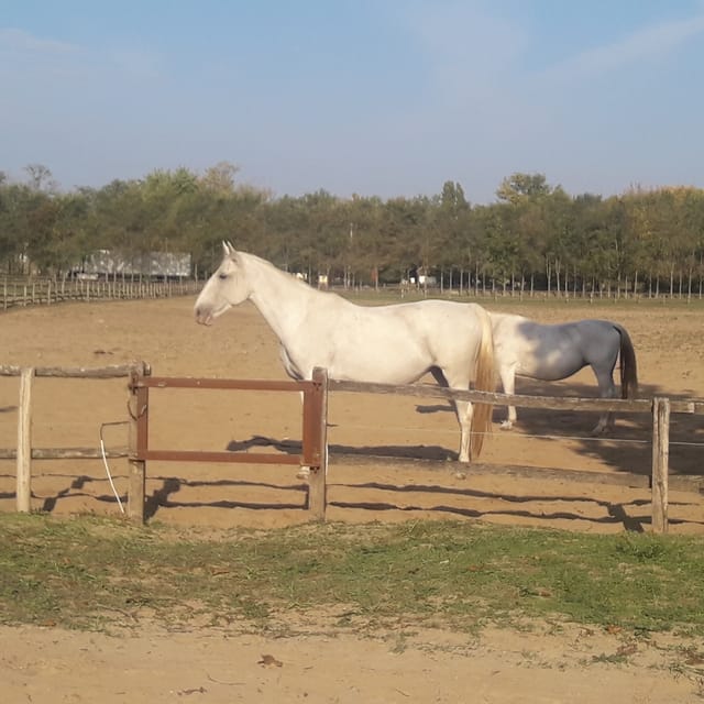 Countryside ranch, horse show & lunch - A 15-minute carriage ride and wildlife viewing around the property