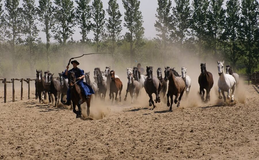 Countryside ranch, horse show & lunch - Grey cattle and Racka sheep: animals that feel tied to Hungary
