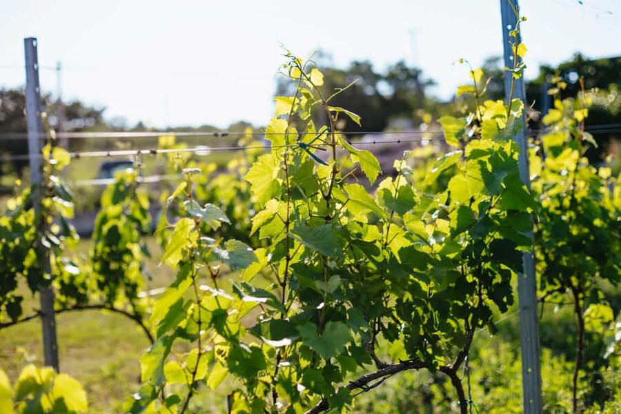 From Budapest: Half-Day Countryside Wine Tour with Meal - What You Taste in Etyek, and Why Whites Often Take the Lead