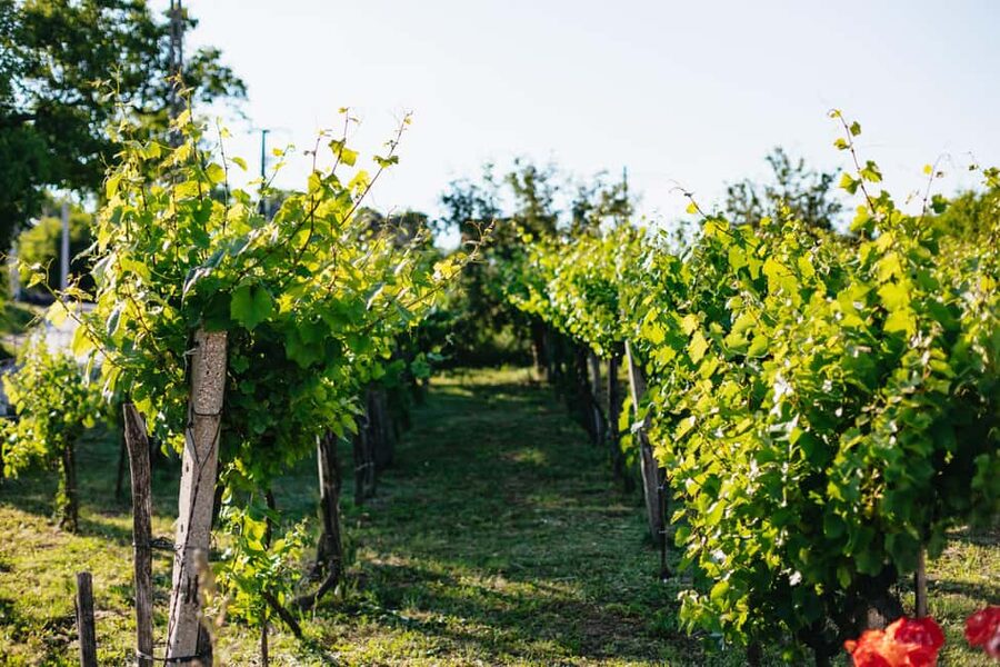 From Budapest: Half-Day Countryside Wine Tour with Meal - The Meal at the Farm, Why It’s More Than Just Fuel