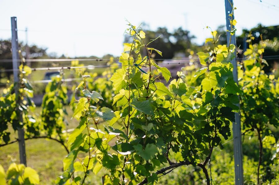 From Budapest: Half-Day Countryside Wine Tour with Meal - Price and Value: What $96 Really Buys You Here