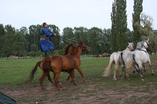 From Budapest: Puszta Horse Show and Countryside Visit - A Puszta Day Trip That Trades City Noise for Horse Skills