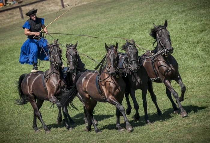 From Budapest: Puszta Horse Show and Countryside Visit - Lajosmizse Farm Visit: Aperitif Time and Palinka Culture