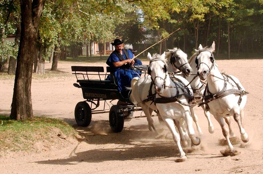 From Budapest: Puszta Horse Show and Countryside Visit - The Horse Show and Carriage Ride: Skill, Pageantry, and Heat