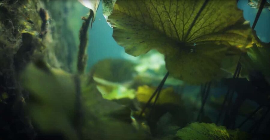Hévíz Wellness Escape: Thermal Lake Day Trip from Budapest - Key things I would plan around
