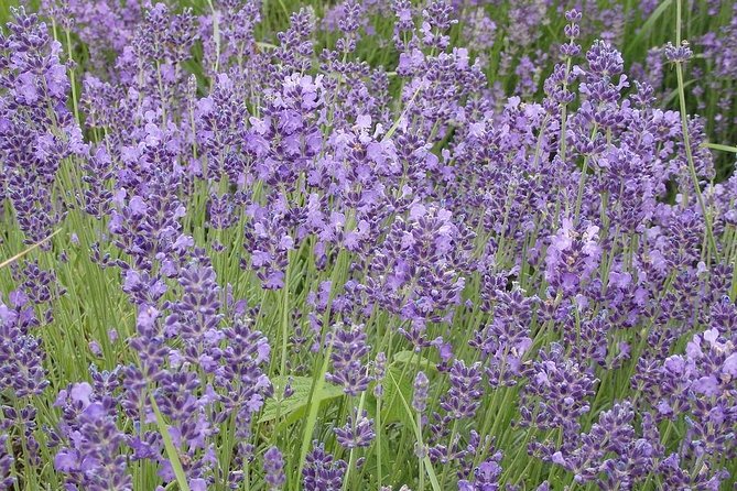 See the Hungarian Sea: Lake Balaton - Lavender Fields and the Inner Lake: What to Look For