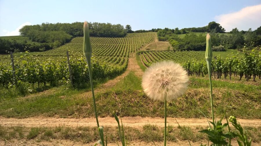 Tokaj: Classic Wine Tasting - Timing, Group Energy, and What to Bring So You Enjoy It
